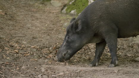 Jabalí-Buscando-Comida-En-Tierra-Seca-Y-Hojas-En-Un-Día-Nublado