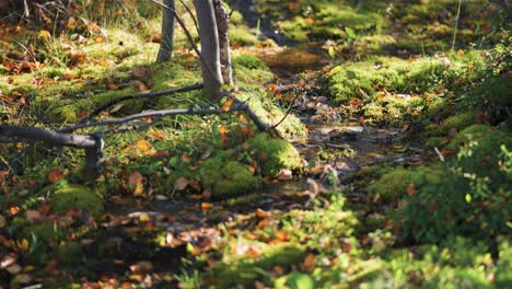 Un-Pequeño-Arroyo-En-El-Bosque-De-Otoño