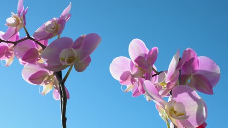 Una-Vista-Cercana-De-Las-Orquídeas-De-Pétalos-Rosados,-Pertenecientes-A-La-Familia-De-Las-Orquídeas,-Se-Ve-Con-Un-Telón-De-Fondo-De-Un-Cielo-Azul-Prístino