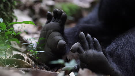 Cerca-Del-Pie-De-Un-Chimpancé-Durmiendo-En-El-Suelo-Del-Bosque-En-El-Parque-Nacional-De-Kibale,-Uganda