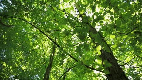 Sonnenlicht-Fällt-Durch-Leuchtend-Grüne-Blätter-In-Einem-Ruhigen-Wald,-Lens-Flare-Effekt,-Tagsüber