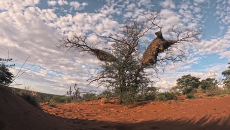 Dieser-Zeitraffer-Von-Einer-Düne-Fängt-Die-Anmutige-Bewegung-Der-Wolken-über-Der-Trockenen-Afrikanischen-Landschaft-Der-Südlichen-Kalahari-Wüste-Ein