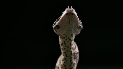 gaboon-viper-dances-its-meal-down-with-neck-muscles-amazing-view---studio