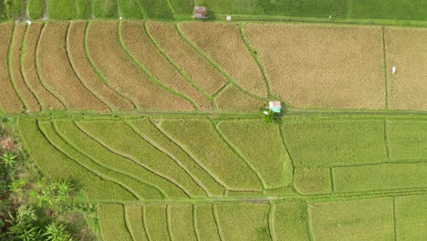 Drone-view-of-golden-yellow-rice-terrace-pattern-near-Denpasar,-Bali,-Indonesia
