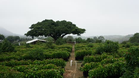 Avocados-Gärtnerei-In-Uruapan,-Michoacan