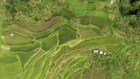 Vista-Aérea-De-Hermosos-Patrones-De-Terrazas-De-Arroz-De-Montaña-Verde-En-Bali,-Indonesia