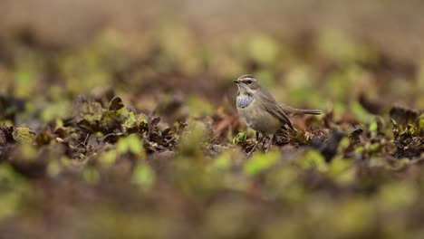 El-Hermoso-Pájaro-De-Garganta-Azul-Buscando-Insectos-En-La-Mañana