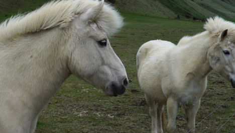 White-Icelandic-Horses-in-Pasture,-Close-Up-Slow-Motion