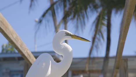 Great-Egret-standing-on-oceanside-dock-in-Florida