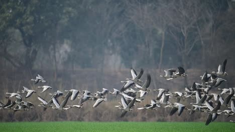 The-big-Flock-of-Bar-headed-Goose-taking-off-from-Wheat-Field