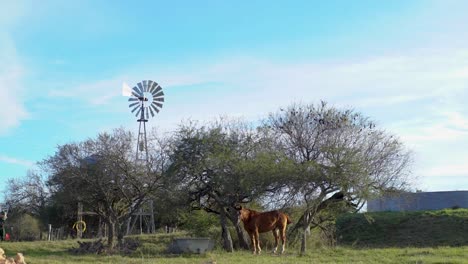 Braunes-Pferd-Grast-Auf-Einem-Sonnenbeschienenen-Feld-Mit-Einer-Windmühle-Und-Bäumen-Im-Hintergrund,-Ruhige-Ländliche-Szene