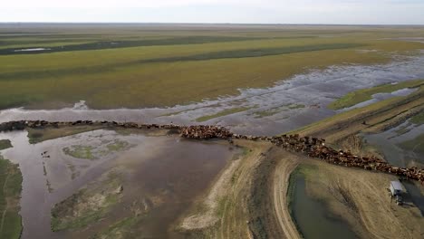 Cattle-being-herded-by-cowboys-in-vast-wetlands-at-dusk,-evoking-a-rustic-feel,-aerial-view