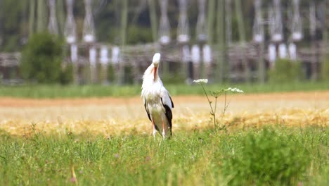 Weißstorch-Auf-Grasfeld-Bei-Sommerhitze,-Sonniger-Tag-In-Landschaftlich-Reizvoller-Gegend,-Statische-Mittlere-Aufnahme