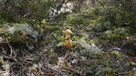 Aureoboletus-projectellus-Murrill-Halling,-a-Bolete-mushroom-grows-on-forest-floor