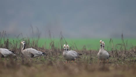 Nahaufnahme-Einer-Streifengans,-Die-Auf-Einem-Feld-Grast