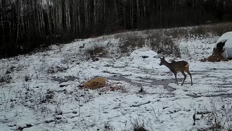Roe-deer-coming-to-the-feeder-in-the-winter-snow