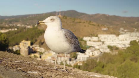 Nahaufnahme-Einer-Möwe,-Die-Ein-Fliegendes-Insekt-An-Einer-Wand-Mit-Der-Spanischen-Stadt-Frisst