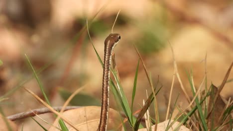 Bronzeback-tree-snake-in-ground-finding-food-