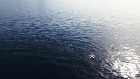 pilot-whales-swim-in-the-sea,-atlantic-ocean,-blue-water,-summer,-drone,-tenerife