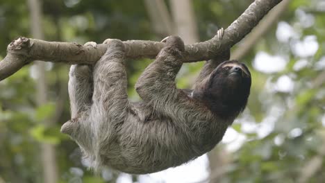 Three-fingered-Sloth-laid-back-endearing-character-in-natural-habitat-of-Costa-Rica-CLOSE-UP