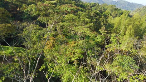 El-Dosel-Esmeralda-Del-Bosque-Lluvioso-Se-Despliega-Bajo-Un-Cielo-Azul-Vibrante