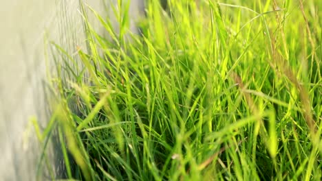 Vibrant-green-grass-in-focus-with-a-blurred-background,-suggesting-a-fresh,-natural-setting