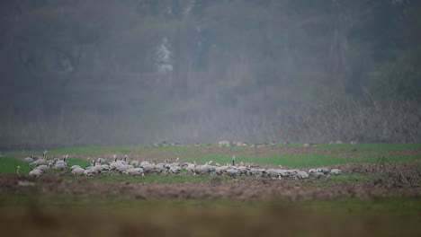 A-big-Flock-of-goose-grazing