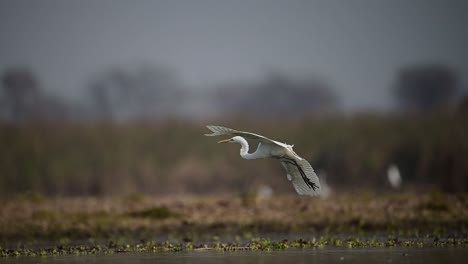 The-great-Flying-in-wetland