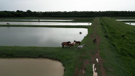 Vögel,-Reiher-Und-Wildpferde-Grasen-Entlang-Bewässerter-Reisfelder,-Bayaguana,-Comatillo-In-Der-Dominikanischen-Republik