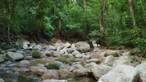 rocky-billabong-with-flowing-water,-jungle-creek-scenery,-tall-trees-and-big-boulder-rocks