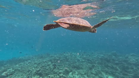 Hawksbill-Sea-Turtle-Surface-to-Breathe,-Swimming-above-Coral-Reefs