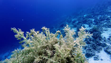 POV-Aufnahme-Von-Unterwasserpflanzen-Und--fischen-Auf-Dem-Grund-Des-Roten-Meeres