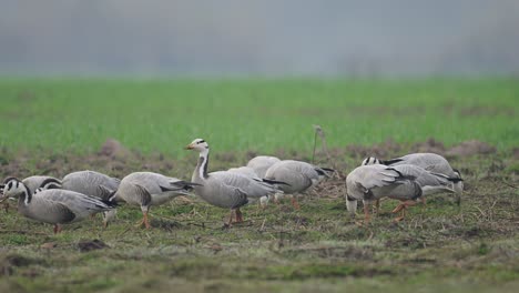 Flock-of-bar-headed-goose-in-morning