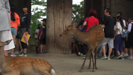 Cerca-De-La-Entrada-Del-Templo-Toda-ji,-Hay-Una-Animada-Interacción-Entre-Ciervos-Y-Turistas,-Mientras-Los-Niños-Disfrutan-Acariciando-A-Los-Ciervos.