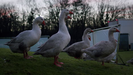 Greylag-geese-with-lorry-passing-behind,-slow-motion