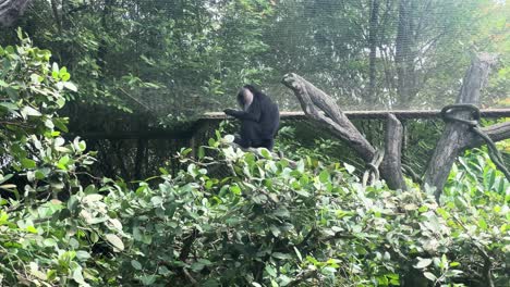 Löwenschwanzmakaken,-Der-Auf-Einem-Ast-In-Einem-Mit-Netzen-Umzäunten-Zoogehege-Sitzt,-Weitwinkelaufnahme