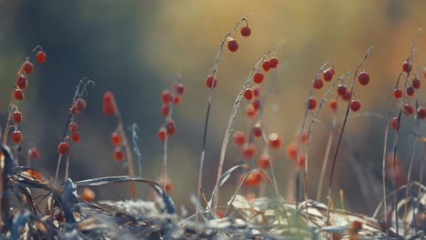 Red-berries-on-the-withered-stems-surrounded-by-dry-grass-and-leaves-in-a-close-up-shot