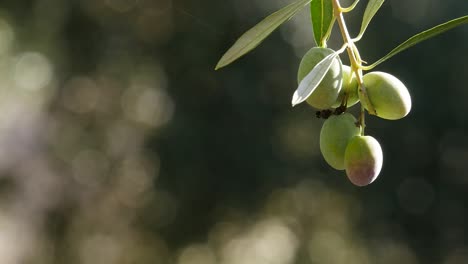 Ramo-De-Aceitunas-Verdes-Dándoles-El-Sol