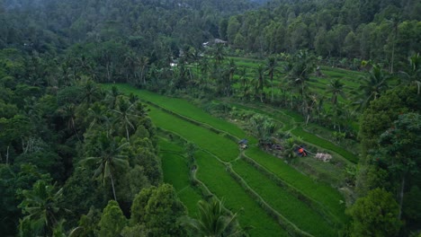 Aerial-view-of-lush-green-rice-terraces-surrounded-by-tropical-palm-trees