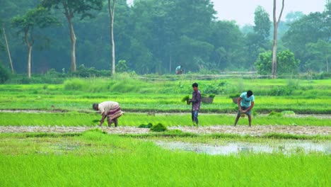 Escena-De-Agricultores-Plantando-Plántulas-De-Arroz-En-Tierras-De-Cultivo-En-Bangladesh,-Asia-Del-Sur.