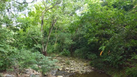 Üppiger-Tropischer-Grüner-Walddschungel-Mit-Ruhigem-Flussbett-Erhebt-Sich-Unter-Dichtem-Baumdach-In-Santa-Marta-Magdalena,-Kolumbien