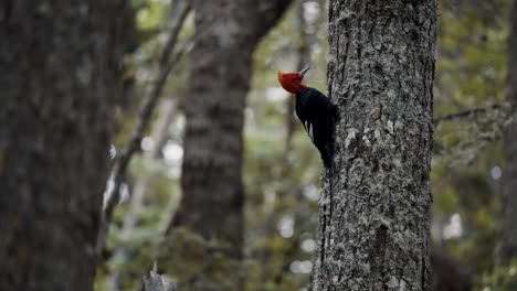 Magellanic-Woodpecker-Bird-In-The-Woods,-Tierra-del-Fuego,-Argentina---Low-Angle-Shot