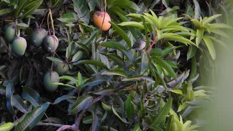 Pequeño-Pájaro-Cantor-Kiskadee-Menor-Sentado-Entre-Exuberantes-Hojas-Verdes-De-árboles-De-Mango