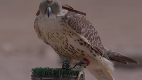Falcon-with-hood-over-eyes-perched-in-desert-setting,-detailed-close-up