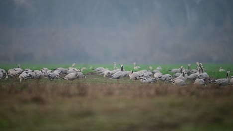 The-Big-Flock-of-goose-in-fields