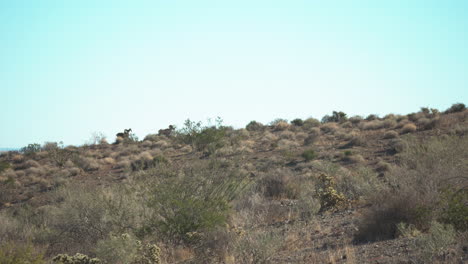 Bighorn-sheep-livestock-animal-walking-up-mountain-Valley-of-Fire-Nevada-Mojave-desert-farming-nature-travel-America-USA