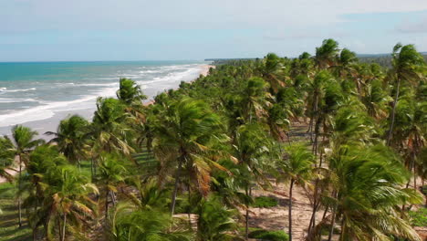 Aerial-view-of-the-Imbassai-beach-and-a-large-green-area-of-palm-trees,-Imbassai,-Bahia,-Brazil