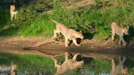 Lionesses-On-The-Lakeshore-With-Reflections-During-Sunny-Day-In-South-Africa