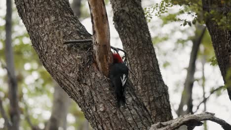 Magellanic-Woodpecker-Bird-Pecking-On-Tree---Close-Up-Shot