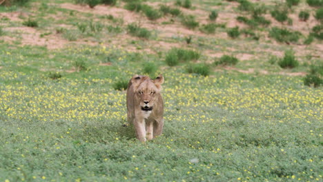 African-Lion-Walking-Through-Green-Grass-Field---Wide-Shot